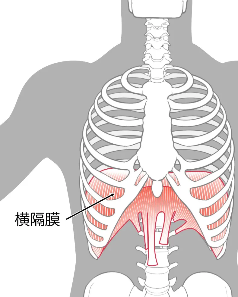 【意外と知らない腰痛と横隔膜の関係性について】